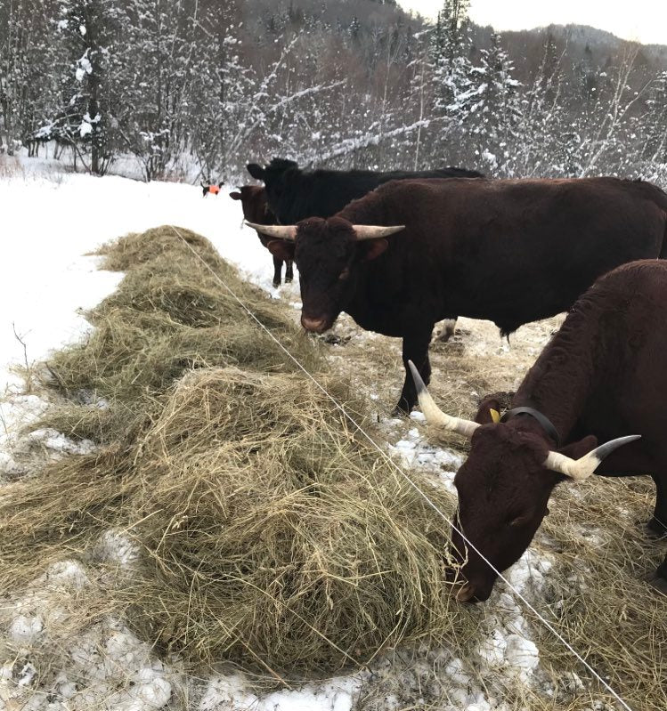 Winter Grazing in Vermont – Fat Chance Farm