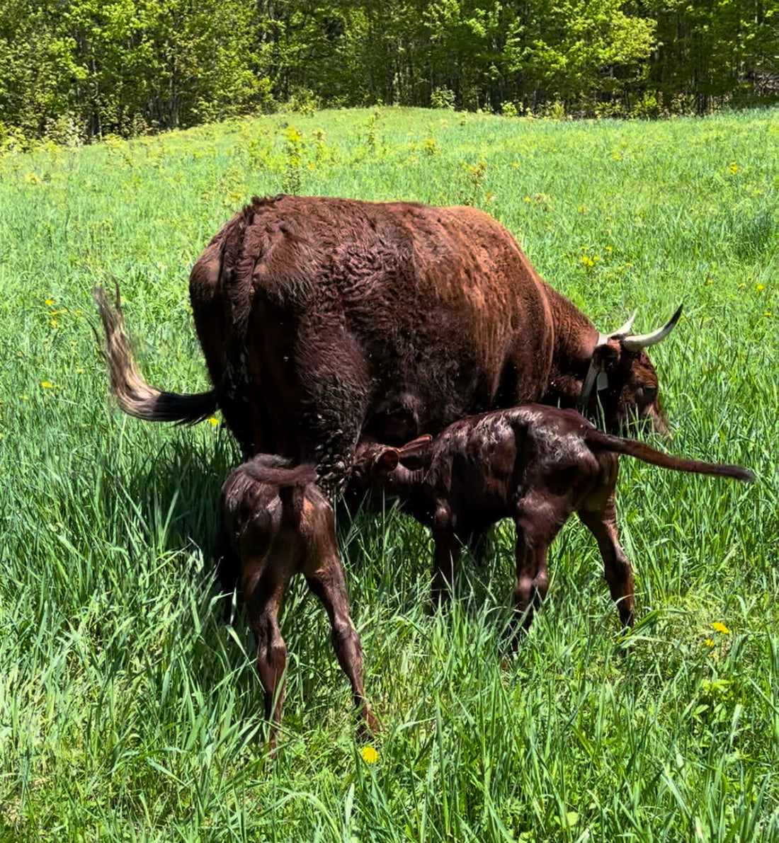 More adventures in calving
