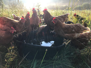 Handling aggression in laying hens