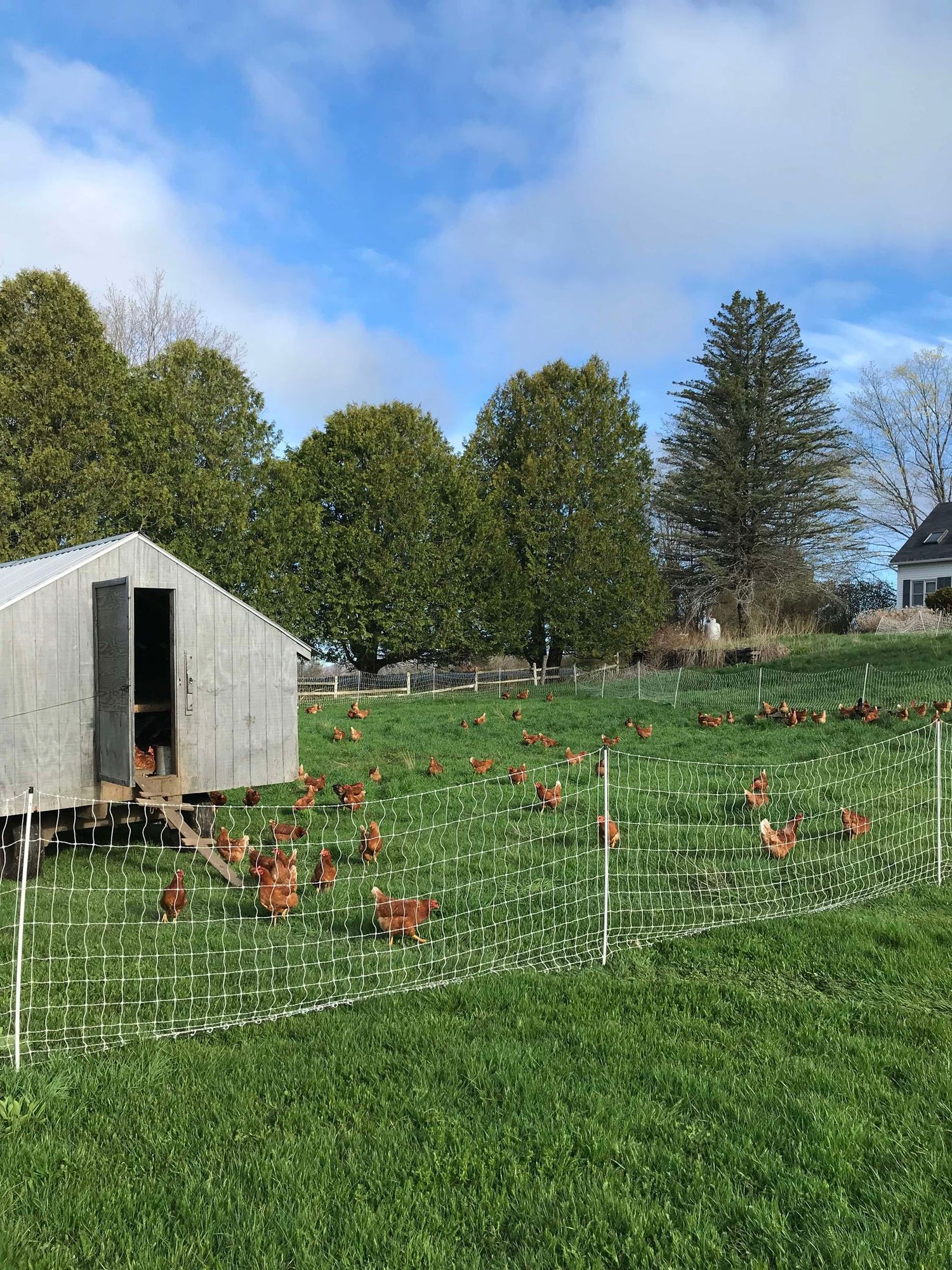 free range chickens on pasture
