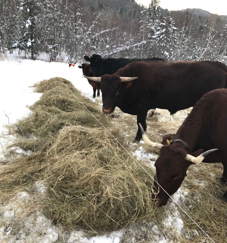 Winter Grazing in Vermont