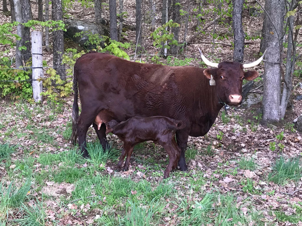 Calving in season and out