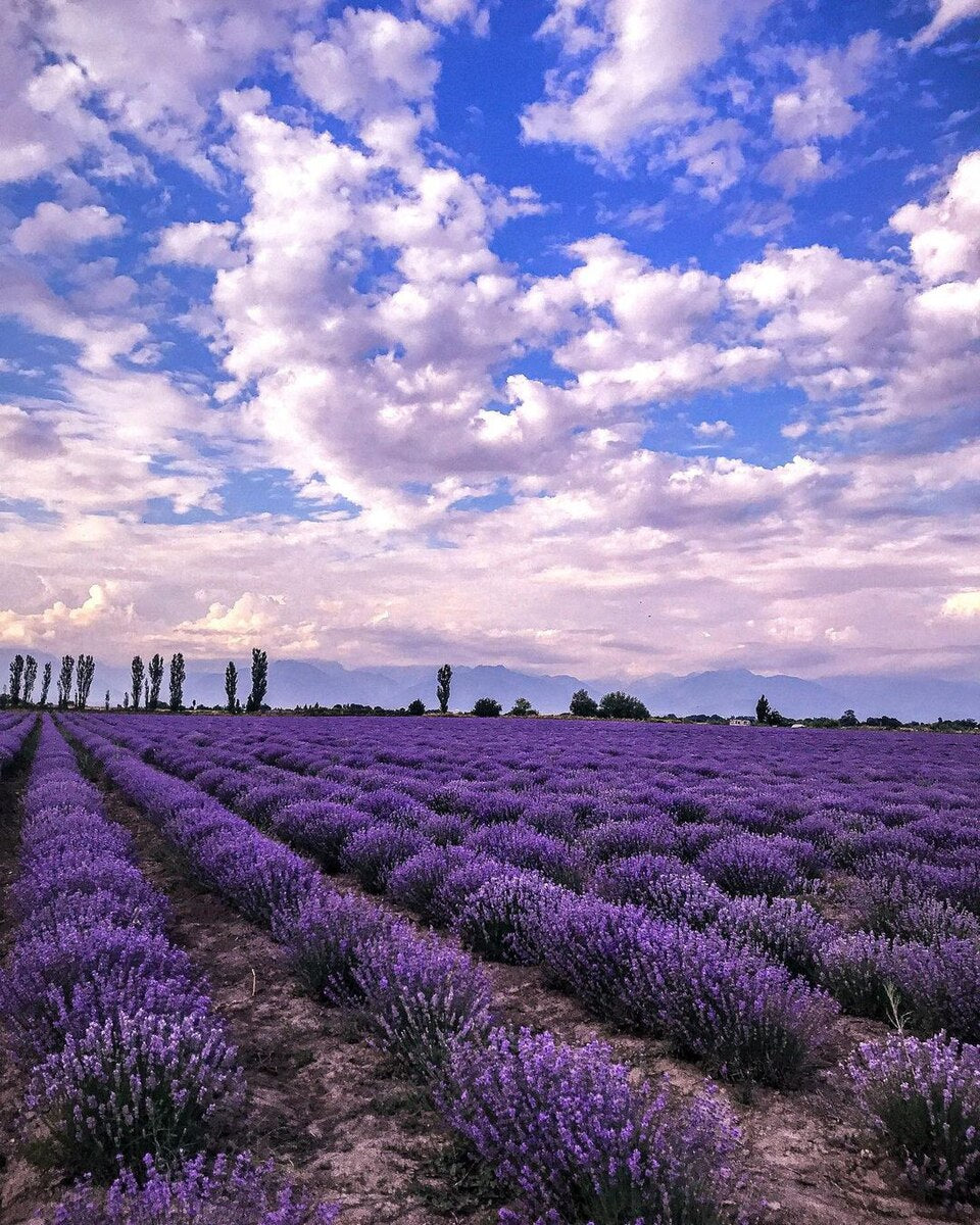 Are Essential Oils the Greenest Option?