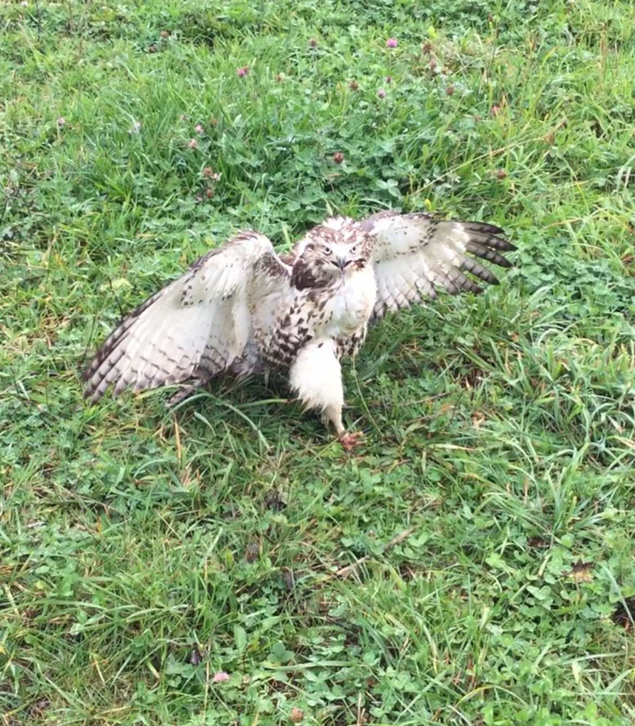 Protecting Chickens from Predators