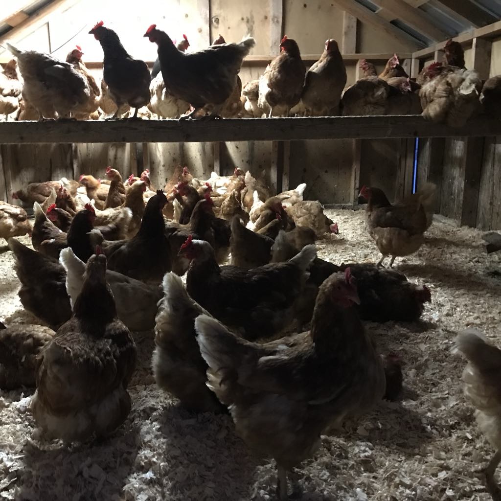 Myths about supplemental light for laying hens