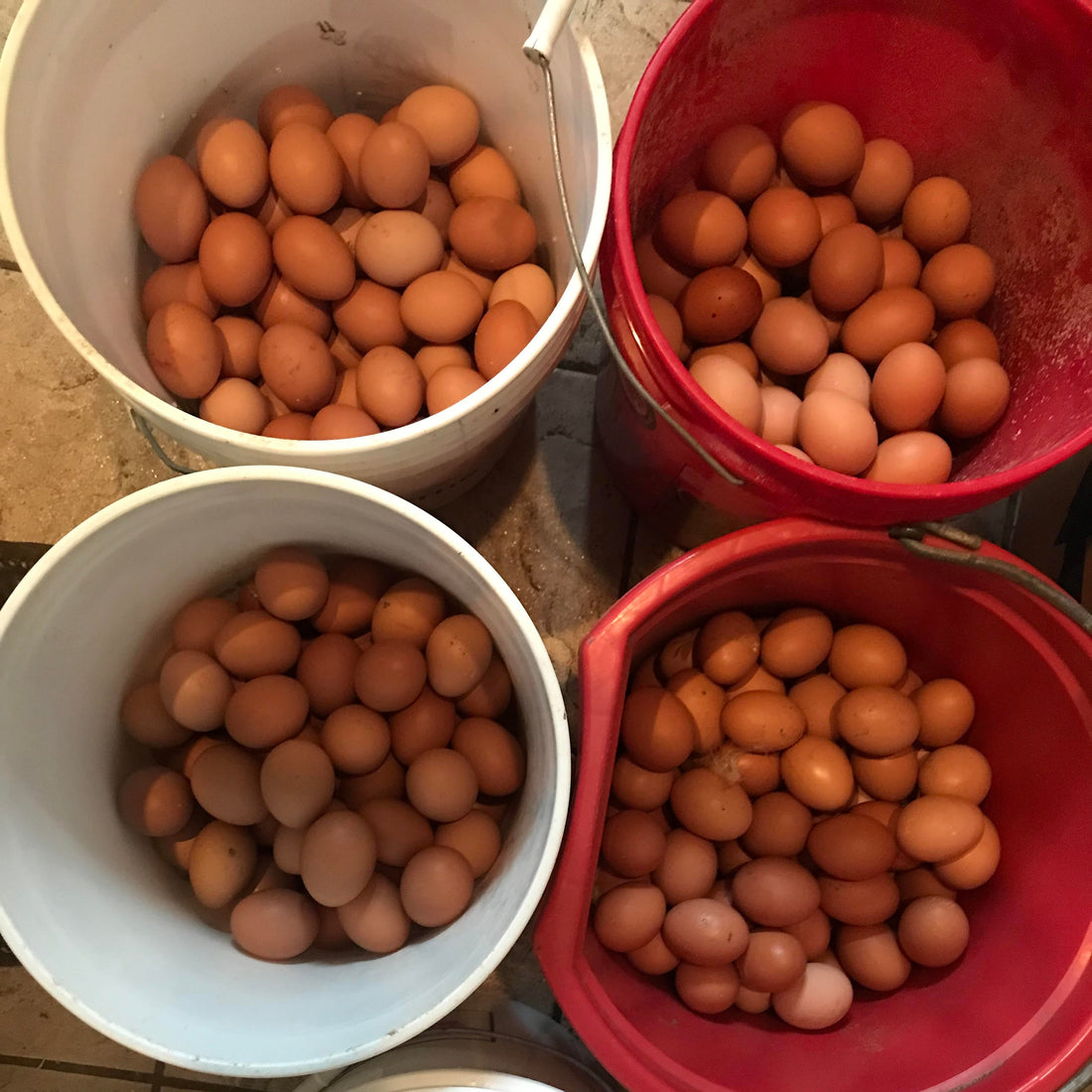 buckets of eggs
