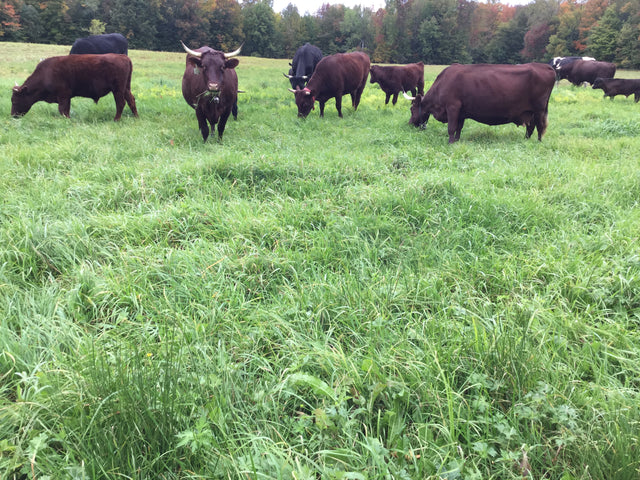grazing devon cows
